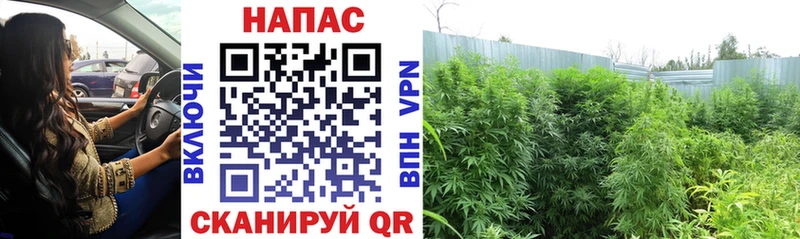 хочу   Азнакаево  Марихуана Amnesia 
